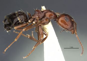 Media type: image;   Entomology 29495 Aspect: habitus lateral view